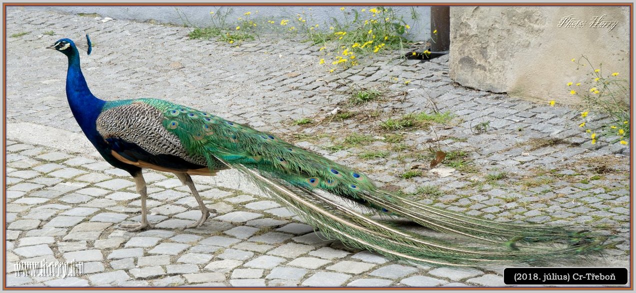 (2018.julius)Cz-Trebon-43.jpg