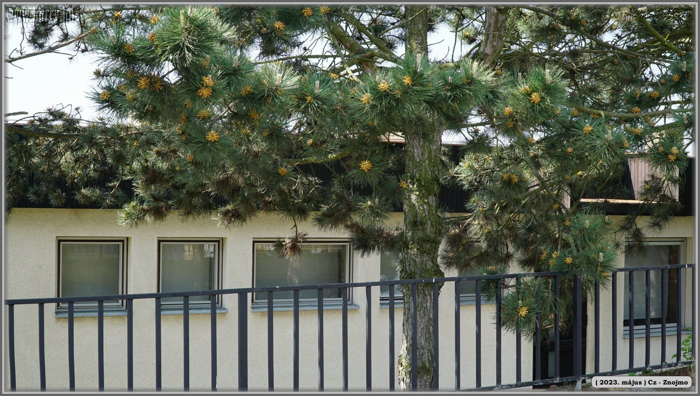 2023.05-Cz-Znojmo-133.jpg