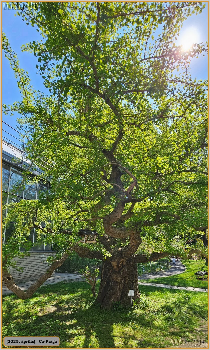 2025.04.-Cz-Praga-207.jpg