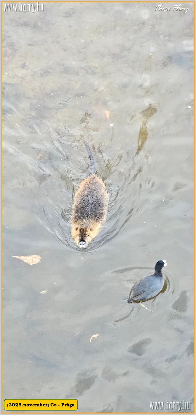 2025.11.-Cz-Praga-099.jpg