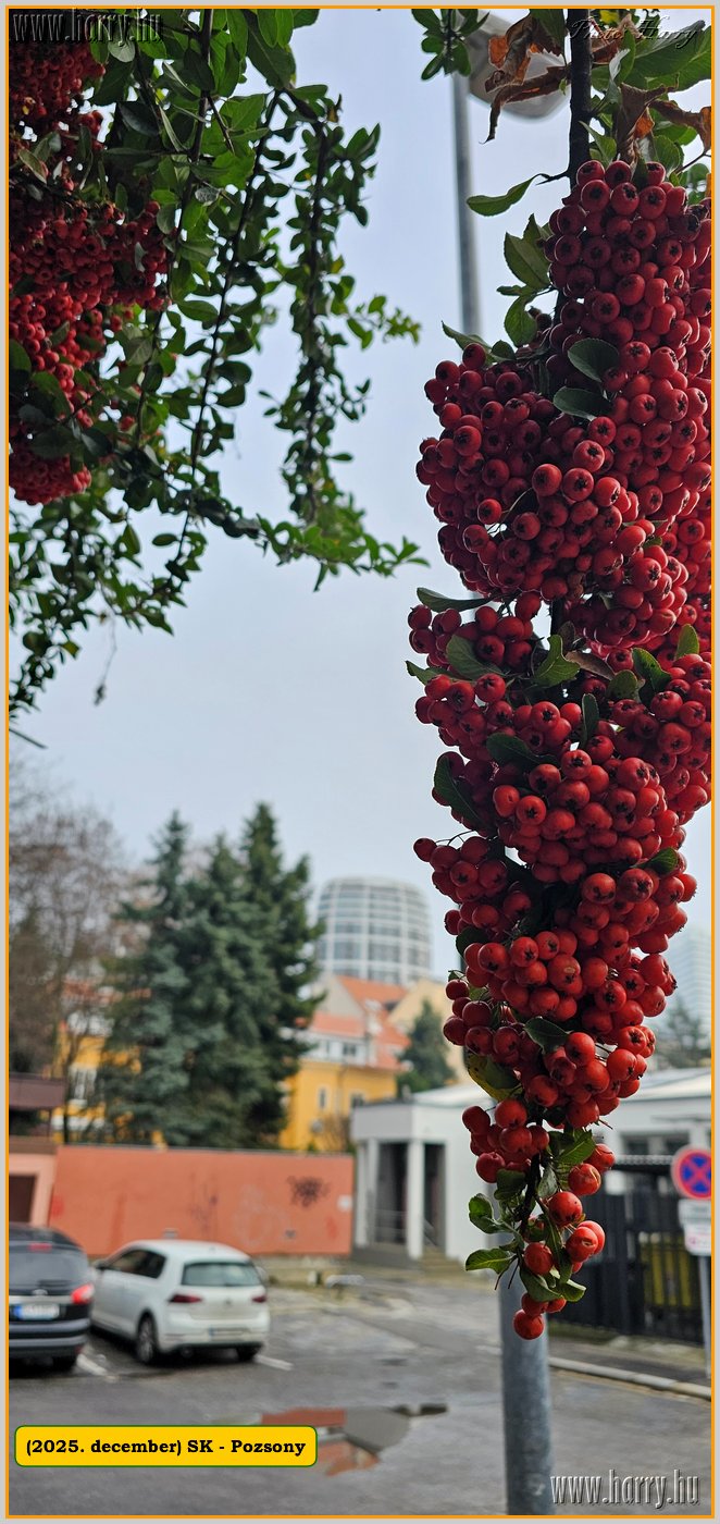 2025.12.-Sk-Pozsony-106.jpg